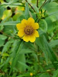 Attēlu rezultāti vaicājumam “Bidens cernua flower”