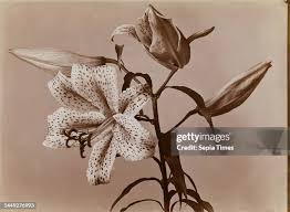 Image result for Lilie