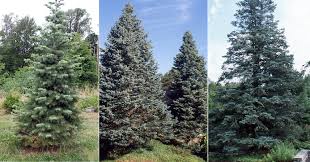 Attēlu rezultāti vaicājumam “Abies”