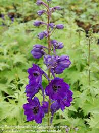 Image result for Rittersporn