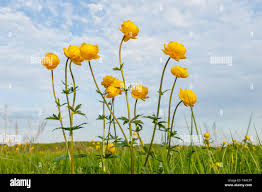 Attēlu rezultāti vaicājumam “Trollius europaeus flower”