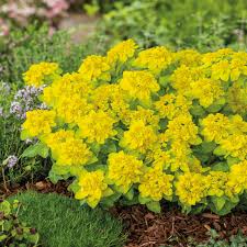 Image result for Wolfsmilch