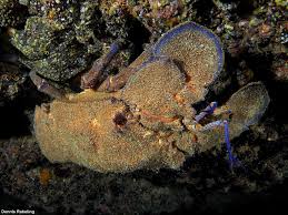 Image result for Scyllarides latus