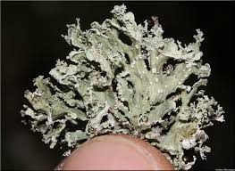 Attēlu rezultāti vaicājumam “Ramalina pollinaria”