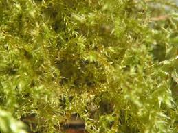 Attēlu rezultāti vaicājumam “Eurhynchium hians”