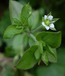 Attēlu rezultāti vaicājumam “Moehringia trinervia bud”