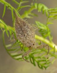 Attēlu rezultāti vaicājumam “Nepa cinerea nymph”