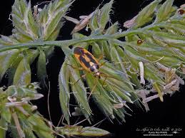 Attēlu rezultāti vaicājumam “Stenotus binotatus male”