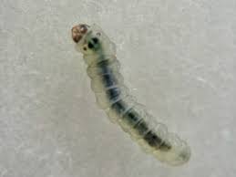 Attēlu rezultāti vaicājumam “Gracillaria syringella larva”