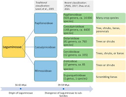 Attēlu rezultāti vaicājumam “Leguminosae”