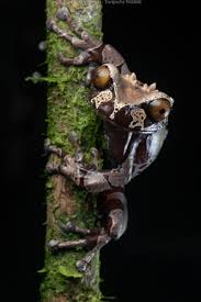 Attēlu rezultāti vaicājumam “Epirhoe tristata”