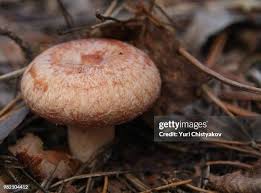 Attēlu rezultāti vaicājumam “Lactarius torminosus”