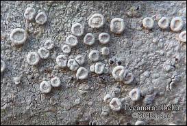 Attēlu rezultāti vaicājumam “Lecanora albella”