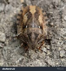 Attēlu rezultāti vaicājumam “Eurygaster testudinaria”