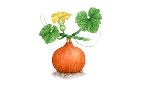 Image result for Kürbis