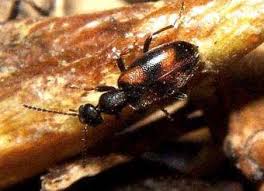 Attēlu rezultāti vaicājumam “Anthicidae”