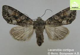 Attēlu rezultāti vaicājumam “Lacanobia contigua”