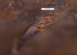 Attēlu rezultāti vaicājumam “Licea castanea macro”