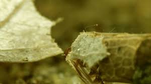 Attēlu rezultāti vaicājumam “Limnephilus larva”