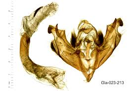 Attēlu rezultāti vaicājumam “Papestra biren”