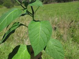 Attēlu rezultāti vaicājumam “Solanum nigrum leaf”