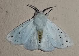 Attēlu rezultāti vaicājumam “Spilosoma lubricipeda”