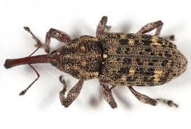 Attēlu rezultāti vaicājumam “Pissodes piniphilus”