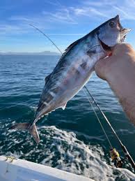 Image result for Sarda sarda