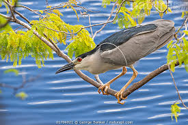 Image result for Nycticorax nycticorax