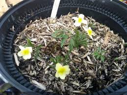 Attēlu rezultāti vaicājumam “Anemone x lipsiensis”