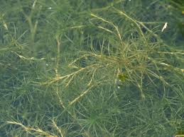 Attēlu rezultāti vaicājumam “Najadaceae”