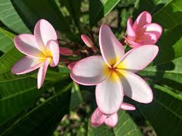 Attēlu rezultāti vaicājumam “Apocynaceae”