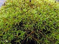 Attēlu rezultāti vaicājumam “Gymnostomum calcareum macro”