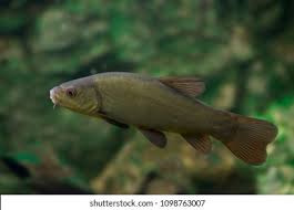 Image result for Tinca tinca