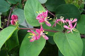 Attēlu rezultāti vaicājumam “Lonicera tatarica”