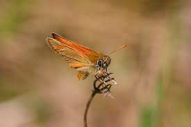 Attēlu rezultāti vaicājumam “Thymelicus sylvestris underside”