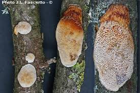 Attēlu rezultāti vaicājumam “Dichomitus campestris”