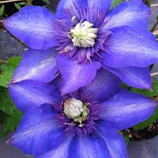 Image result for clematis multi blue