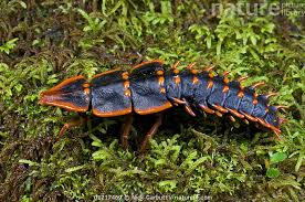 Attēlu rezultāti vaicājumam “Lycidae”