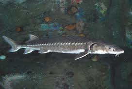 Image result for Acipenser transmontanus