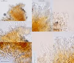 Attēlu rezultāti vaicājumam “Steccherinum fimbriatum”