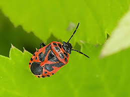 Attēlu rezultāti vaicājumam “Eurydema dominulus imago”