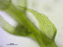 Attēlu rezultāti vaicājumam “Platydictya jungermannioides”
