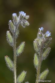 Attēlu rezultāti vaicājumam “Myosotis micrantha”