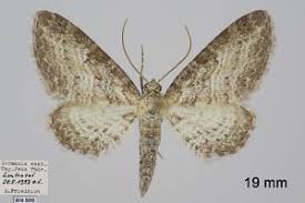 Attēlu rezultāti vaicājumam “Eupithecia subumbrata”