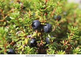 Attēlu rezultāti vaicājumam “Empetrum nigrum”