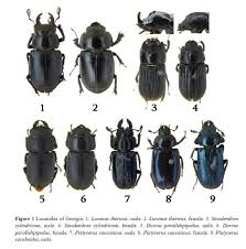 Attēlu rezultāti vaicājumam “Lucanidae”