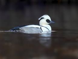 Attēlu rezultāti vaicājumam “Mergus albellus”