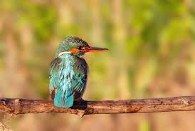 Attēlu rezultāti vaicājumam “Alcedo atthis adult”