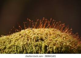 Attēlu rezultāti vaicājumam “Ulota crispa”